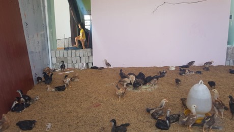 Ph&ograve;ng ngủ biến th&agrave;nh chuồng g&agrave;