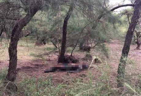 Thừa Thiên Huế: Đi nhặt củi phát hiện thi thể người đàn ông dưới gốc dương