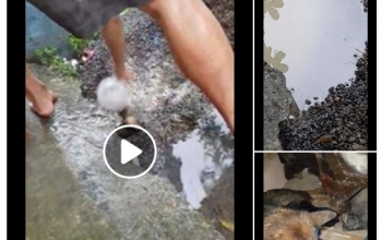 Clip: Chó mẹ cứu sống 3 chú chó con gây bão mạng xã hội