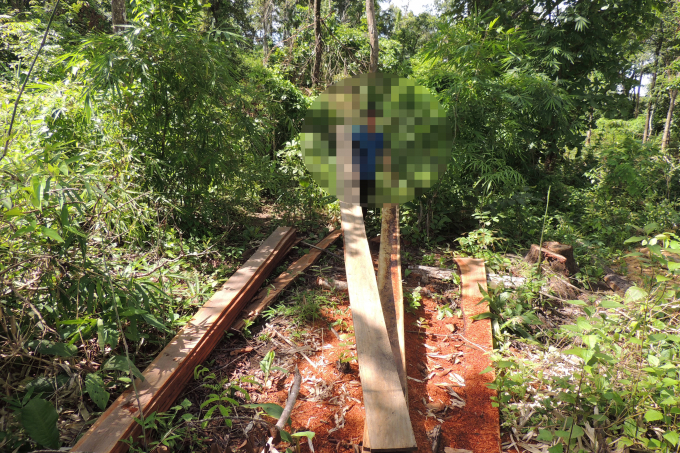 Những tấm b&igrave;a được xẻ ngay tại rừng rồi d&ugrave;ng tr&acirc;u k&eacute;o xuống n&uacute;i.