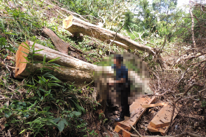 Những gốc bằng lằng hơn 80cm bị l&acirc;m tặc đốn hạ.