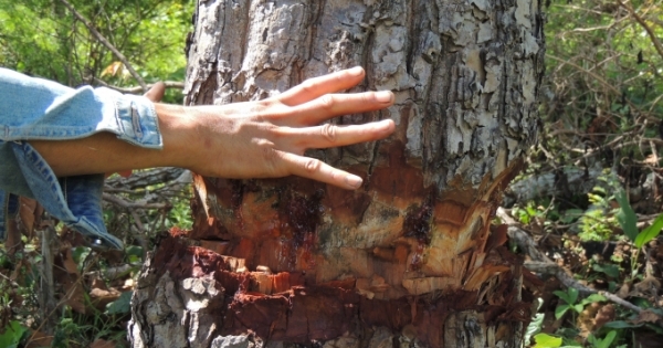 Gia Lai: Rừng Kong Chro bị lâm tặc xẻ thịt “chớp nhoáng”