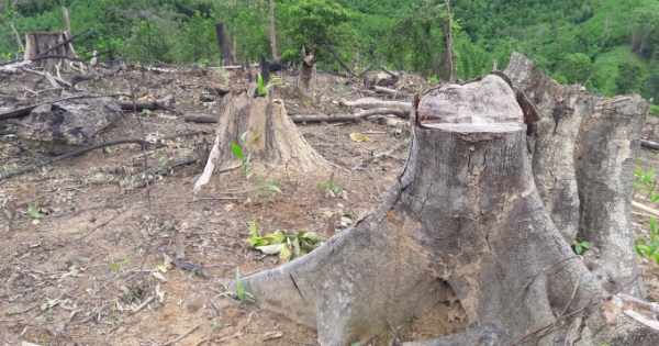 Nghệ An: Hàng chục ha rừng bị tàn phá, nhiều cán bộ bị kỷ luật