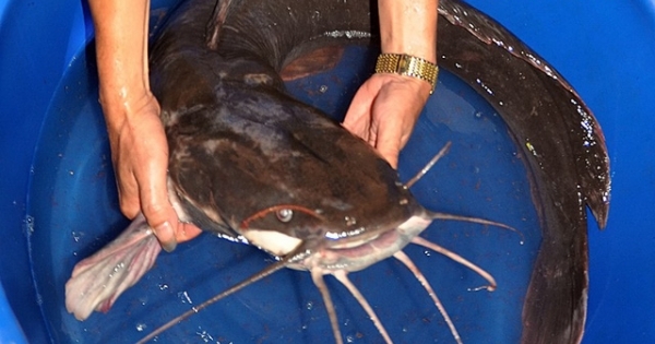 Xẻ thịt cá trê “khủng” 27kg ăn mừng đội Olympic Việt Nam