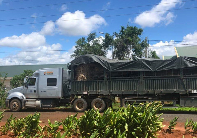 Xe đầu k&eacute;o v&agrave; c&acirc;y đa