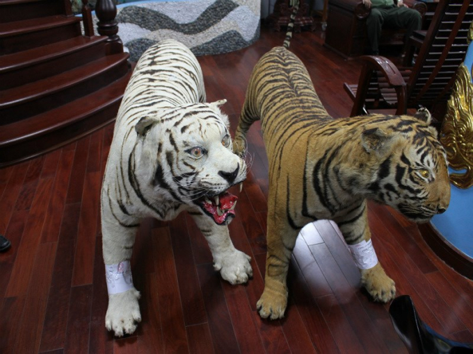 Bắt giữ đối tượng sưu tầm da hổ nhồi b&ocirc;ng