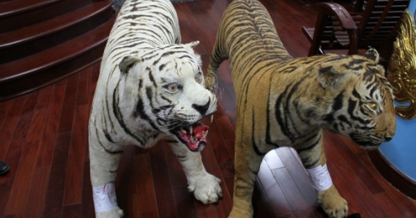 Bắt giữ đối tượng sưu tầm da hổ nhồi bông