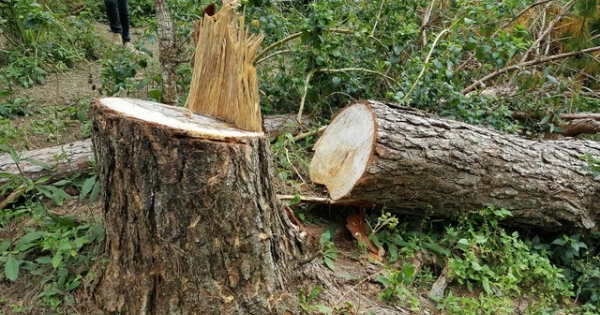 Tiêu điểm: Bức tử rừng