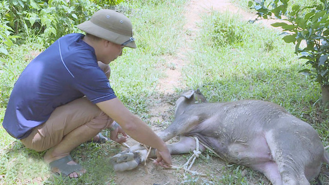 Dịch tụ huyết tr&ugrave;ng đ&atilde; khiến 43 con tr&acirc;u b&ograve; tại x&atilde; Xi&ecirc;ng My chết (ảnh Q.T).