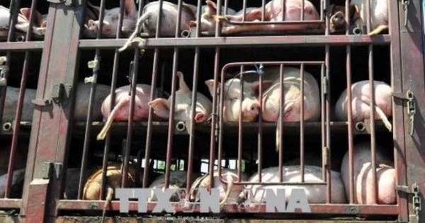 Các tỉnh biên giới chặn dịch tả lợn châu Phi tràn vào Việt Nam