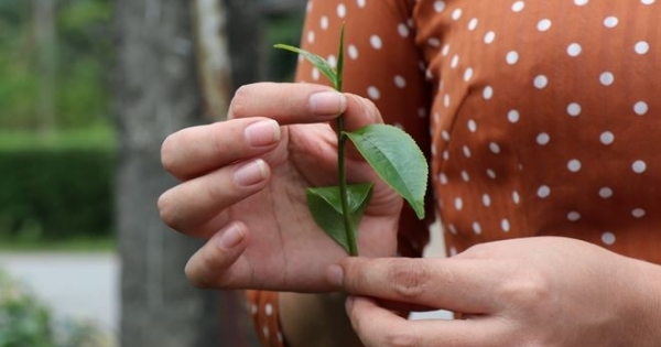 Bạn không tin - Một cân chè đắt như... vàng ròng
