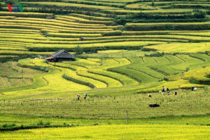 M&ugrave;a v&agrave;ng ở Lai Ch&acirc;u bắt v&agrave;o cuối th&aacute;ng 7, đầu th&aacute;ng 8 &acirc;m lịch h&agrave;ng năm.