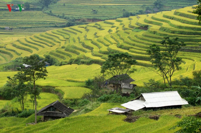 Những năm gần đ&acirc;y, v&agrave;o m&ugrave;a l&uacute;a ch&iacute;n, c&aacute;c bản l&agrave;ng nơi đ&acirc;y đ&oacute;n h&agrave;ng ngh&igrave;n lượt du kh&aacute;ch.