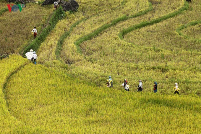 Kh&aacute;ch du lịch về đ&acirc;y kh&ocirc;ng chỉ thưởng ngoạn những thửa ruộng bậc thang, m&agrave; c&ograve;n h&ograve;a m&igrave;nh v&agrave;o kh&ocirc;ng kh&iacute; ng&agrave;y m&ugrave;a khi tham gia trực tiếp v&agrave;o c&aacute;c c&ocirc;ng đoạn thu hoạch.