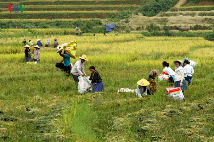 V&agrave;o những dịp n&agrave;y, người d&acirc;n địa phương hối hả, bận rộng với việc thu hoạch l&uacute;a m&ugrave;a.