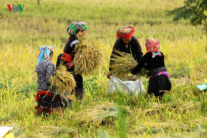 Việc gặt l&uacute;a ở đ&acirc;y được b&agrave; con thực hiện thủ c&ocirc;ng.