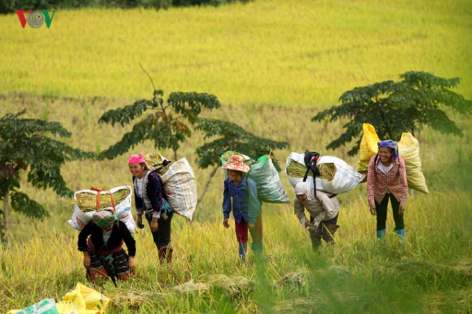 Rồi l&uacute;a được vận chuyển ra c&aacute;c con đường nội đồng để tập kết v&agrave; sử dụng m&aacute;y tuốt.