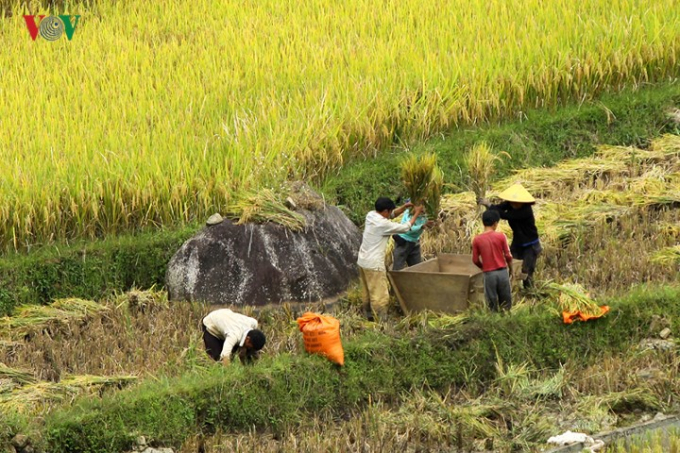 Một số kh&aacute;c vẫn thu hoạch theo c&aacute;ch truyền thống l&agrave; đập l&uacute;a tại ruộng.