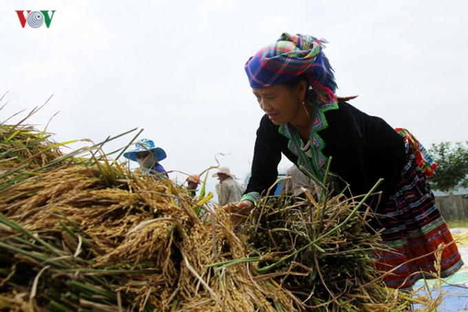 Kh&ocirc;ng chỉ trồng cấy c&aacute;c giống l&uacute;a mới năng suất cao, ng&agrave;y nay b&agrave; con đ&atilde; trồng tập trung nhiều giống l&uacute;a truyền thống, hiệu quả kinh tế cao.