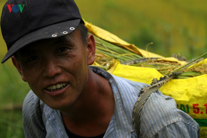 Đ&agrave;n &ocirc;ng l&agrave; lực lượng ch&iacute;nh để vận chuyển l&uacute;a từ ruộng về nh&agrave;.