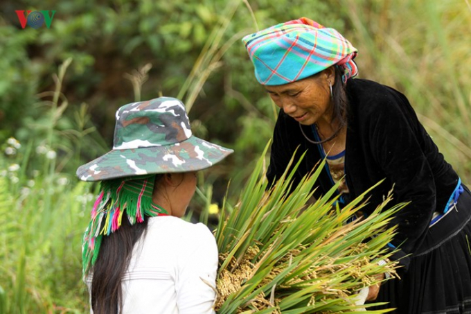 C&aacute;c giống l&uacute;a truyền thống như tẻ d&acirc;u, x&eacute;ng c&ugrave; đ&atilde; trở th&agrave;nh thương hiệu trong v&ugrave;ng v&agrave; cả nước.