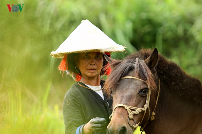 ...ngựa thồ l&agrave; phương tiện hỗ trợ đặc trưng của b&agrave; con v&ugrave;ng cao.