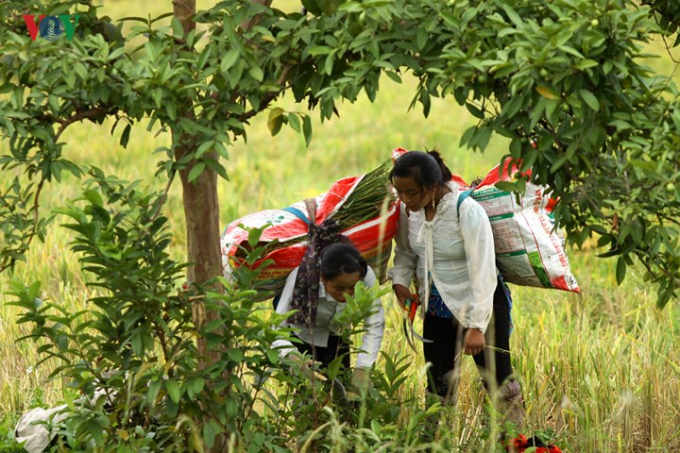 Ph&uacute;t giải lao dưới t&aacute;n c&acirc;y khi trời nắng.