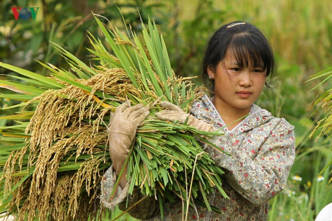Cả những em học sinh tranh thủ ng&agrave;y nghỉ gi&uacute;p bố mẹ