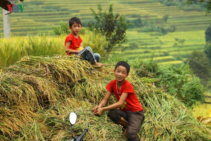 Năm nay, nhờ thi&ecirc;n nhi&ecirc;n ưu đ&atilde;i n&ecirc;n hầu hết c&aacute;c c&aacute;nh đồng l&uacute;a ở địa phương đều được m&ugrave;a.
