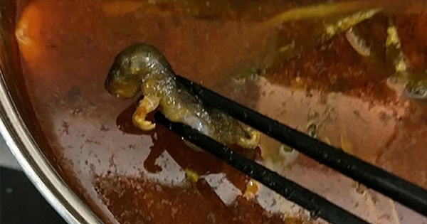 Nhà hàng “bốc hơi” 190 triệu USD sau vụ thực khách tố có chuột chết trong nồi lẩu