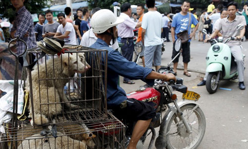 Những ch&uacute; ch&oacute; sắp bị giết thịt ở lễ hội Ngọc L&acirc;m. Ảnh:&nbsp;Reuters.