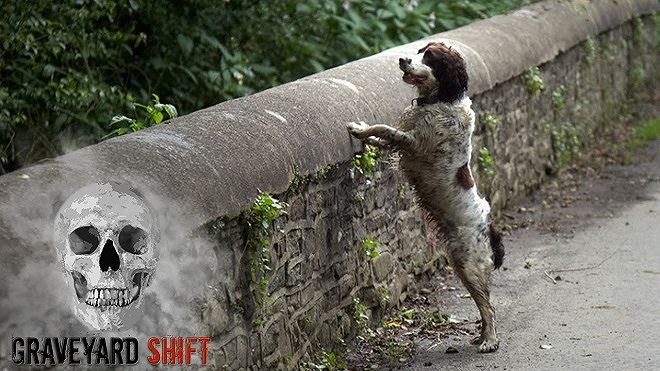 C&acirc;y cầu &ldquo;s&aacute;t th&uacute; cưng&rdquo;