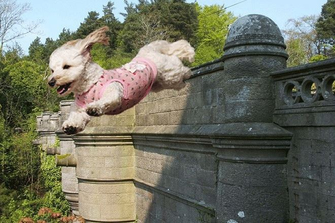 C&acirc;y cầu &ldquo;s&aacute;t th&uacute; cưng&rdquo;