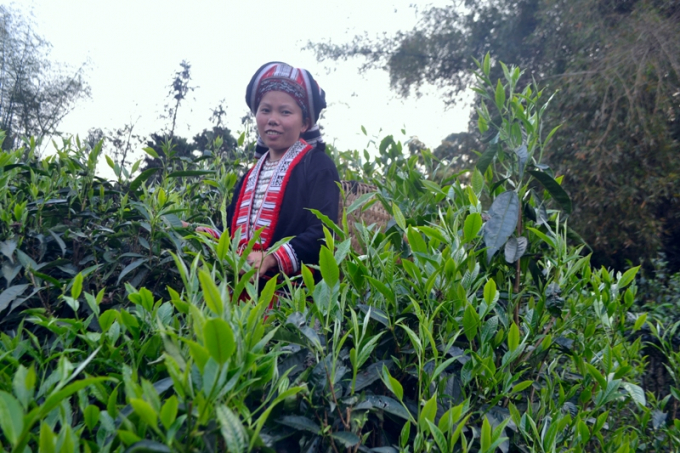 Đồng b&agrave;o người Dao x&atilde; Xu&acirc;n Minh, huyện Quang B&igrave;nh (H&agrave; Giang) đang thu hoạch ch&egrave; Shan tuyết.&nbsp;(ảnh:&nbsp; Ph&agrave;n Gi&agrave;o Họ)