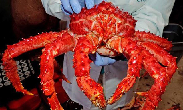 Cua Alaska d&agrave;i cả m&eacute;t được ưa chuộng tại Việt Nam.