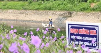 Hà Nội: Sắc tím hoa dạ yến thảo phủ khắp bờ sông Tô Lịch