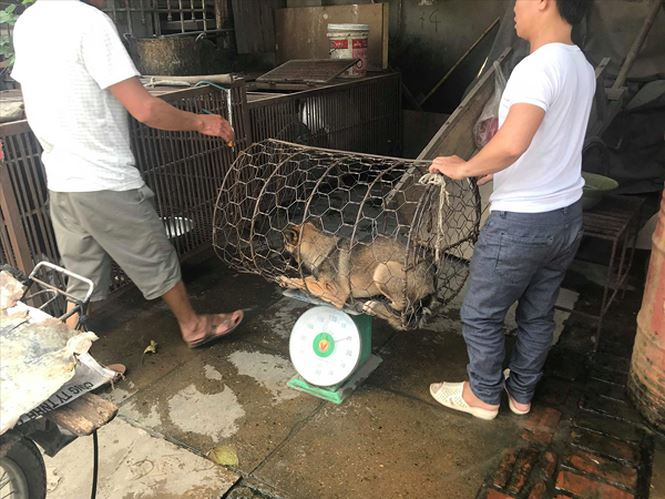 Thu mua ch&oacute; tại một l&ograve; mổ huyện Ho&agrave;i Đức Ảnh: Trần Ho&agrave;ng