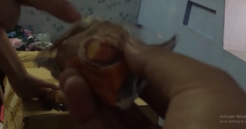 Giật mình bánh trung thu Handmade làm từ nguyên liệu ế nhiều năm