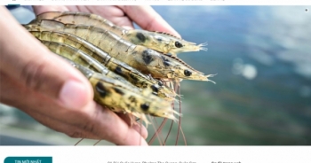 Những khoản nợ xấu khó đòi ở Công ty CP XNK Thủy sản Miền trung