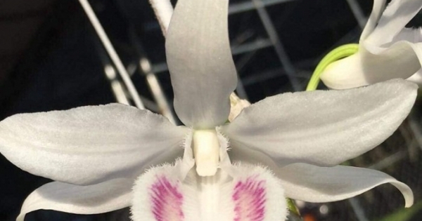 Photo - Ngắm giò phong lan Giã Hạc "tuyệt sắc giai nhân" giá 6,8 tỷ đồng