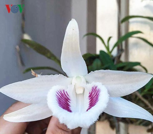 Một c&aacute;nh hoa Lan đột biến cần đạt c&aacute;c yếu tố như: c&agrave;ng bầu, căng, b&oacute;ng th&igrave; c&agrave;ng đẹp. Mắt xước, gọn, sạch, c&aacute;ch xa Th&ugrave;y v&agrave; kh&ocirc;ng lem. Mũi hoa c&oacute; mầu c&agrave;ng trắng, c&agrave;ng qu&yacute;.