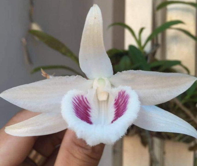 Với việc sở hữu b&ocirc;ng Lan Gi&atilde; Hạc 5 c&aacute;nh trắng n&agrave;y, CLB Hoa Lan đột biến s&ocirc;ng H&agrave;n (Đ&agrave; Nẵng) tạo được ấn tượng mạnh để c&oacute; thể s&aacute;nh với c&aacute;c CLB nổi tiếng như: CLB Lan miền Bắc đang sở hữu Lan 5 c&aacute;nh trắng Mắt Ngọc S&ocirc;ng Đ&agrave;, Lan 5 c&aacute;nh trắng Bảo Duy; hay như CLB Lan miền Nam đang sở hữu 5 c&aacute;nh trắng Kh&ocirc;ng T&ecirc;n c&ugrave;ng Lan 5 c&aacute;nh trắng Hồng C&aacute;i Bang.