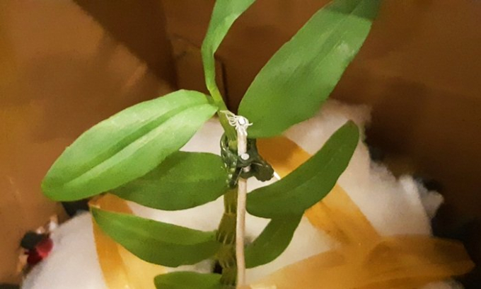 Một c&aacute;nh hoa đột biến đẹp cần đạt c&aacute;c yếu tố như đ&agrave;i cong v&agrave; ngửa, vai phải c&aacute;nh thuyền, c&agrave;ng bầu, căng, b&oacute;ng th&igrave; c&agrave;ng đẹp&hellip;