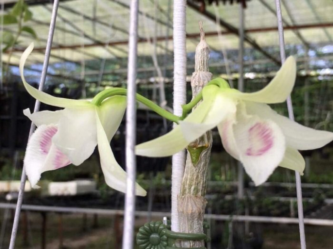 Tuyệt sắc giai nh&acirc;n l&agrave; t&ecirc;n mĩ miều m&agrave; người chơi lan đặt cho d&ograve;ng lan qu&yacute; ph&aacute;i n&agrave;y.