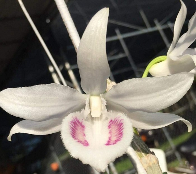 Photo - Ngắm gi&ograve; phong lan Gi&atilde; Hạc