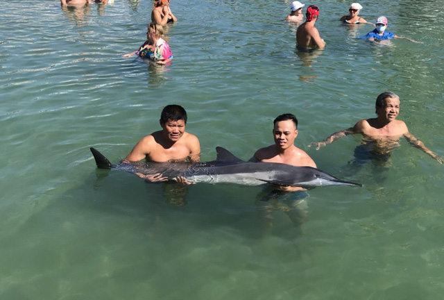 Đội cứu hộ bờ biển Nha Trang cứu hộ con c&aacute; heo dạt v&agrave;o bờ sau khi con c&aacute; c&oacute; dấu hiệu xuống sức, bị thương ở miệng.