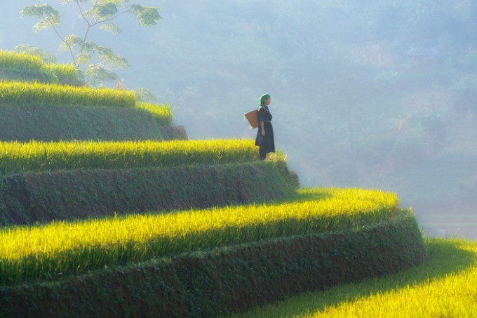 Huyện M&ugrave; Cang Chải thuộc khu vực v&ugrave;ng cao tỉnh Y&ecirc;n B&aacute;i, c&aacute;ch H&agrave; Nội gần 300 km về hướng T&acirc;y Bắc. Từ trung tuần th&aacute;ng 9, l&uacute;a ở khắp sườn đồi, c&aacute;nh đồng nơi đ&acirc;y chuyển sang sắc v&agrave;ng rực rỡ, thu h&uacute;t h&agrave;ng ngh&igrave;n t&iacute;n đồ đến tận nơi chi&ecirc;m ngưỡng,