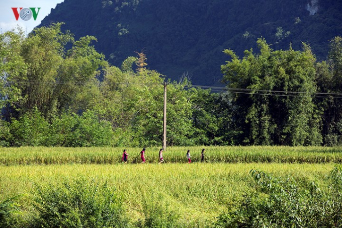 Tuy kh&ocirc;ng nổi tiếng như th&aacute;c Bản Giốc nhưng Phong Nậm lại thu h&uacute;t rất nhiều nhiếp ảnh gia bởi cảnh đẹp của m&ugrave;a v&agrave;ng...