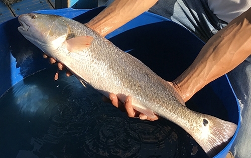 Ngư dân Đà Nẵng câu được cá nghi sủ vàng