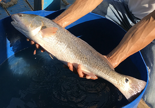 C&aacute; nghi sủ v&agrave;ng do anh Sơn c&acirc;u được ở khu vực cầu Thuận Phước. Ảnh:&nbsp;Ngọc Trường.